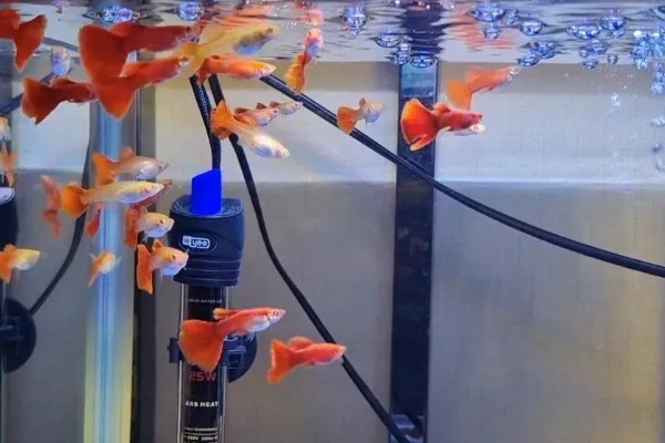 孔雀鱼喂食的方法，一天需要喂食2次