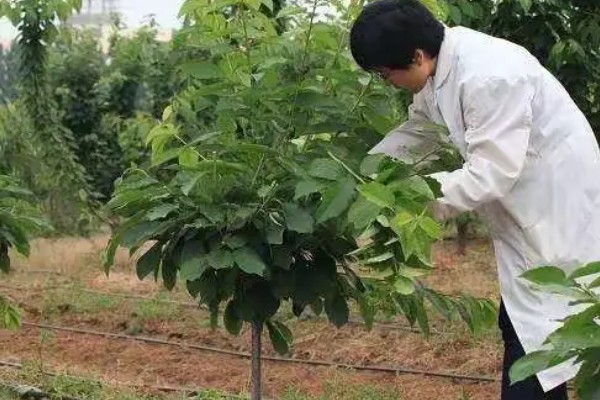 一年生樱桃树如何修剪,不同季节的修剪方法不同