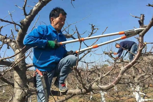 一年生樱桃树如何修剪,不同季节的修剪方法不同
