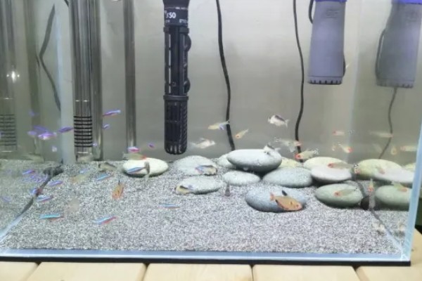鱼缸铺石头怎么去鱼屎，可以人工清理