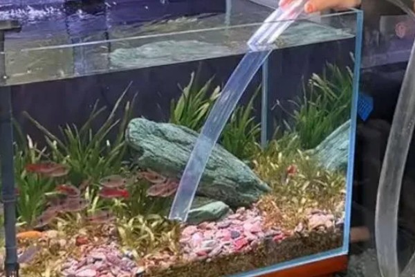 鱼缸铺石头怎么去鱼屎，可以人工清理