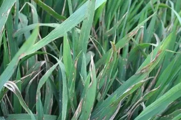 水稻的种植方法，首先选择饱满充实的种子种植