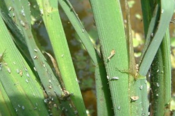 水稻的种植方法，首先选择饱满充实的种子种植
