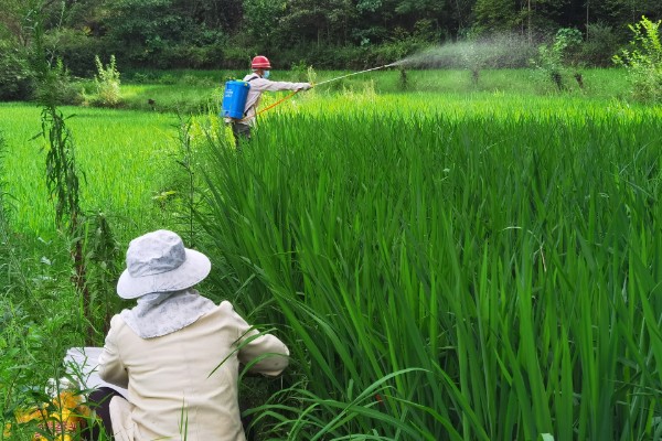 水稻的种植方法，首先选择饱满充实的种子种植