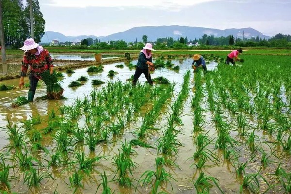 水稻的种植方法，首先选择饱满充实的种子种植