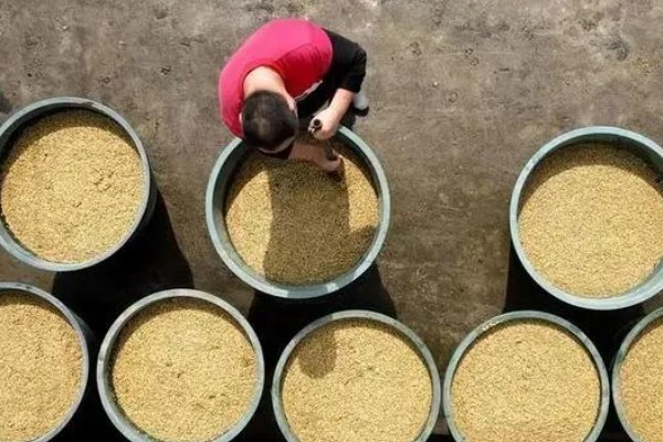 水稻的种植方法，首先选择饱满充实的种子种植