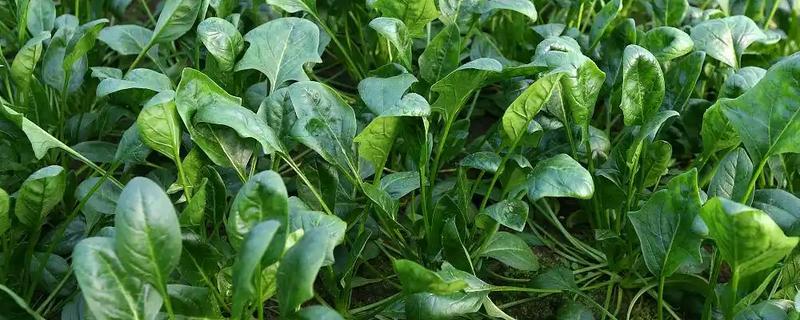 怎样种菠菜，选好种子后要对种子进行浸泡