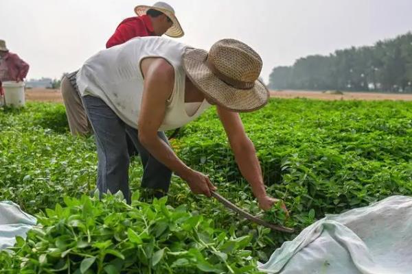 薄荷苗如何移植，幼苗的枝叶生长3-4片时进行