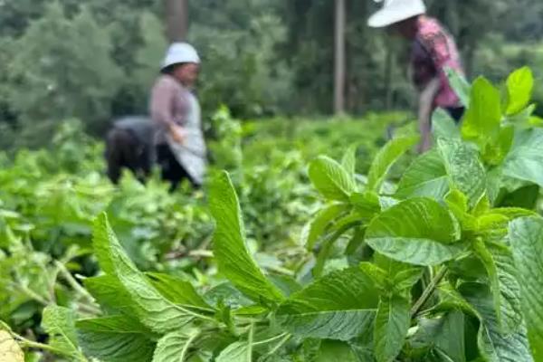 薄荷苗如何移植，幼苗的枝叶生长3-4片时进行