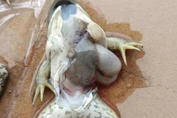 牛蛙套肠的症状，病蛙不爱吃东西