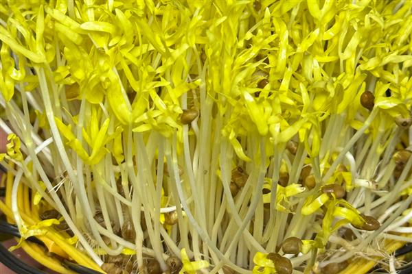 黄豆芽生长阶段,分为萌芽期、生长期、抽生期