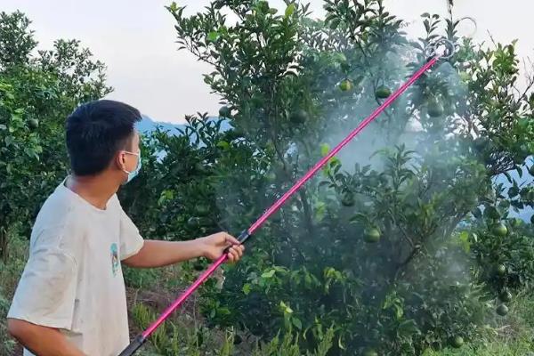 沙糖桔是喜阴还是喜阳，是喜阳作物