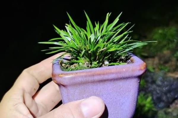怎么养金钱菖蒲草，需要让其有适宜的光温