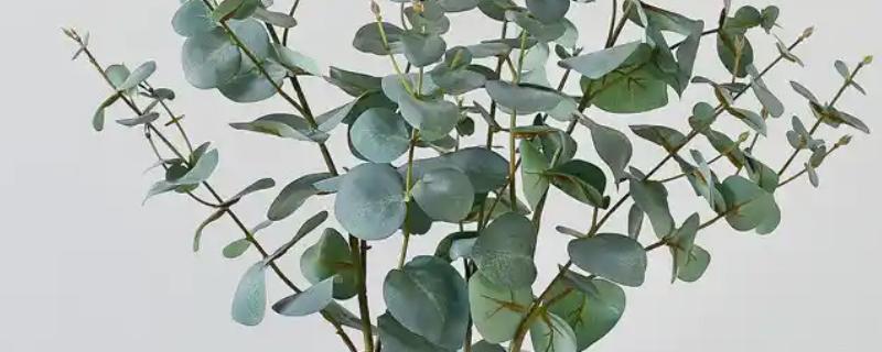如何保存新鲜的尤加利叶，制成干花或用冰箱保存