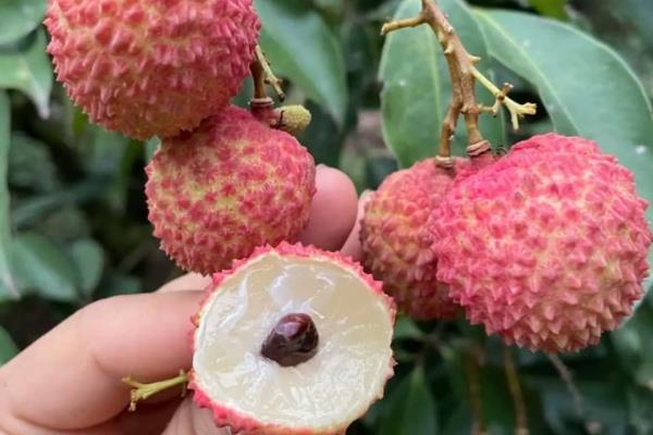合江荔枝的品种，桂味荔枝、糯米糍荔枝等品种很常见