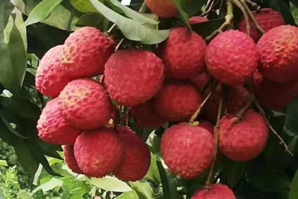 合江荔枝的品种，桂味荔枝、糯米糍荔枝等品种很常见