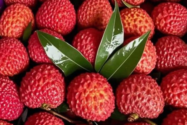 合江荔枝的品种，桂味荔枝、糯米糍荔枝等品种很常见
