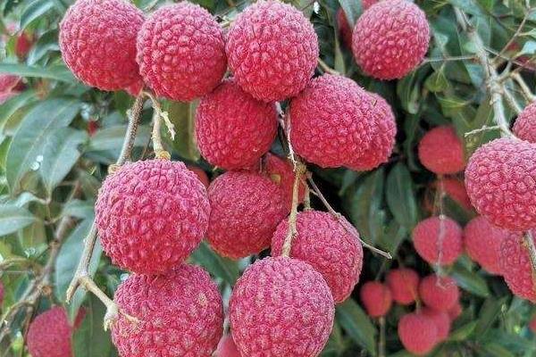 合江荔枝的品种，桂味荔枝、糯米糍荔枝等品种很常见