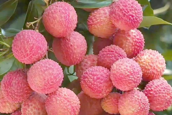 合江荔枝的品种，桂味荔枝、糯米糍荔枝等品种很常见