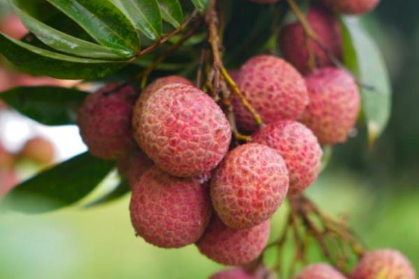 合江荔枝的品种，桂味荔枝、糯米糍荔枝等品种很常见