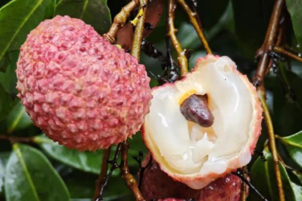 合江荔枝的品种，桂味荔枝、糯米糍荔枝等品种很常见