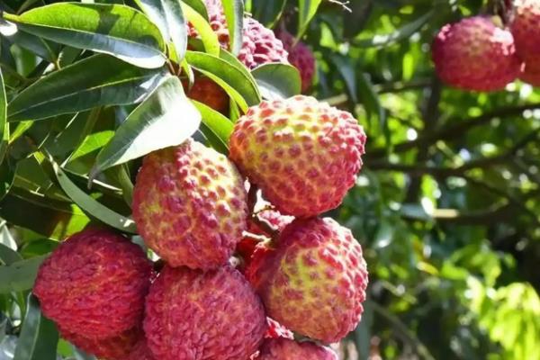 合江荔枝的品种，桂味荔枝、糯米糍荔枝等品种很常见