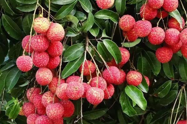 合江荔枝的品种，桂味荔枝、糯米糍荔枝等品种很常见