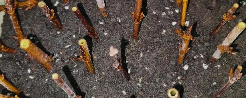 连翘的育苗方法，分为播种繁殖、扦插繁殖
