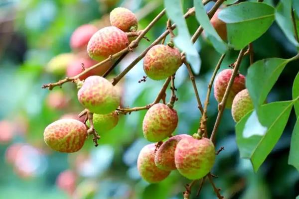 合江荔枝的品种，桂味荔枝、糯米糍荔枝等品种很常见