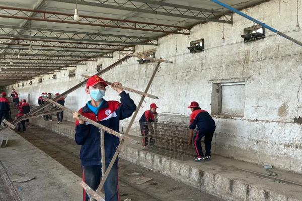 鸡为什么患上呼吸道疾病,感染病毒是主要原因