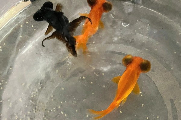 金鱼产卵是一次性产完吗,是一次性产完的