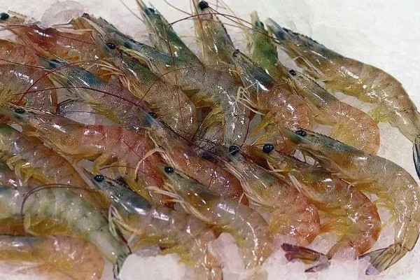 养殖的虾有没有激素,通常不会含有激素