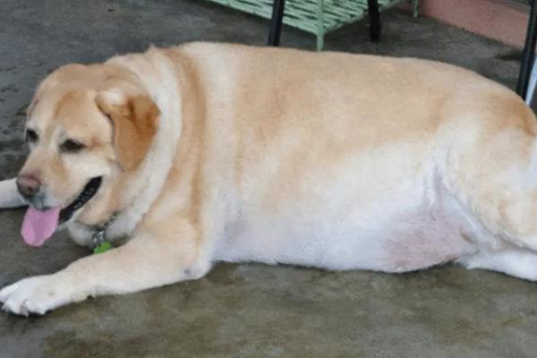 狗狗为什么发生胰腺炎，肥胖的狗狗更容易发病