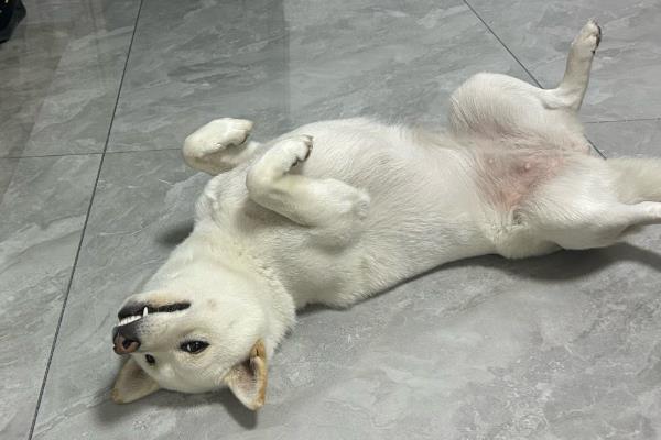 狗狗为什么发生胰腺炎，肥胖的狗狗更容易发病