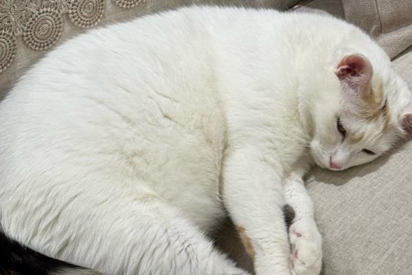 猫咪泌尿系统疾病的影响因素，可能是身体长期缺水所致