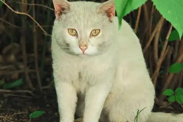 猫咪泌尿系统疾病的影响因素，可能是身体长期缺水所致