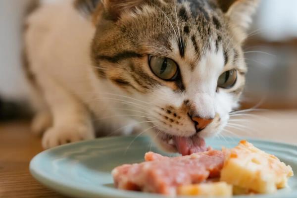 猫咪泌尿系统疾病的影响因素，可能是身体长期缺水所致
