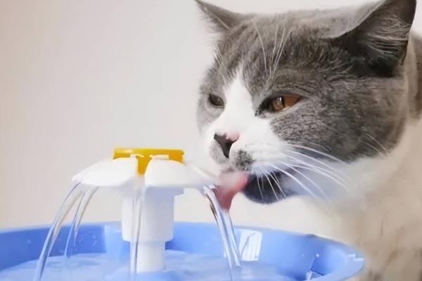 猫咪泌尿系统疾病的影响因素，可能是身体长期缺水所致