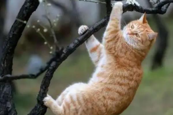 猫咪泌尿系统疾病的影响因素，可能是身体长期缺水所致
