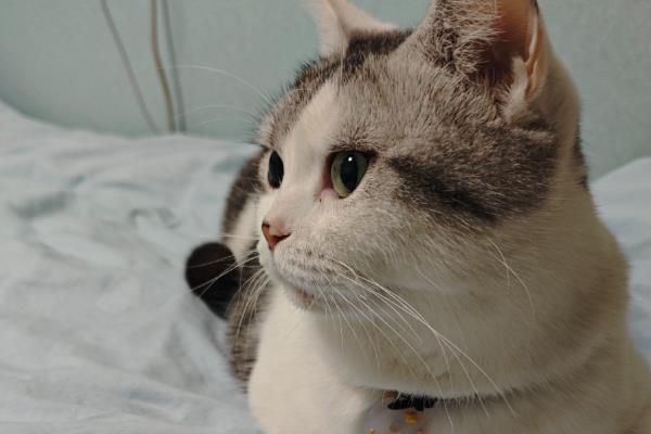 猫咪泌尿系统疾病的影响因素，可能是身体长期缺水所致