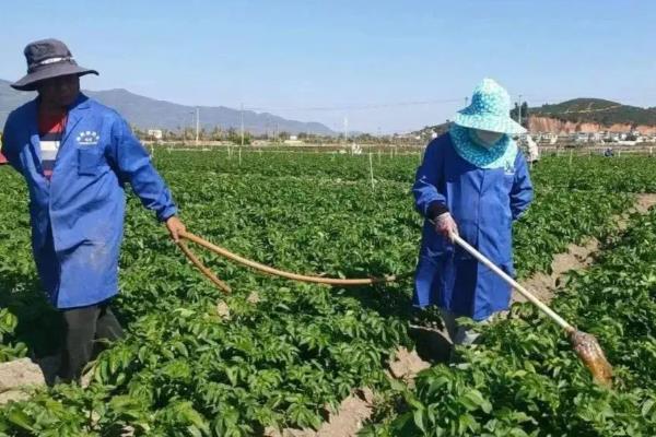 马铃薯如何科学施肥，不宜施用过多的含氯肥料