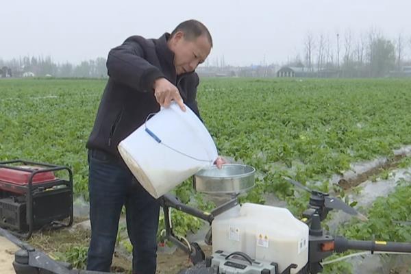 马铃薯如何科学施肥，不宜施用过多的含氯肥料