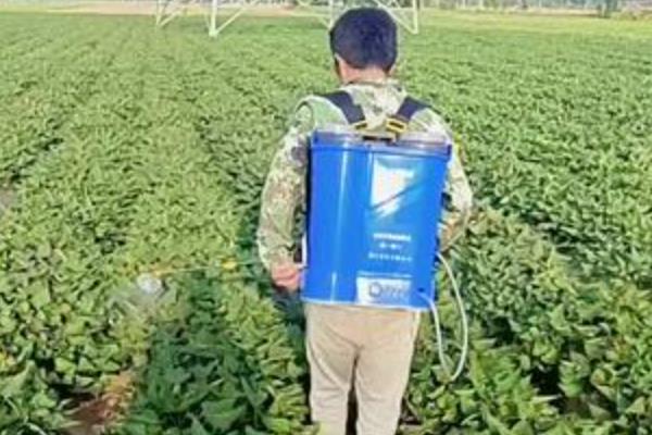 马铃薯如何科学施肥，不宜施用过多的含氯肥料