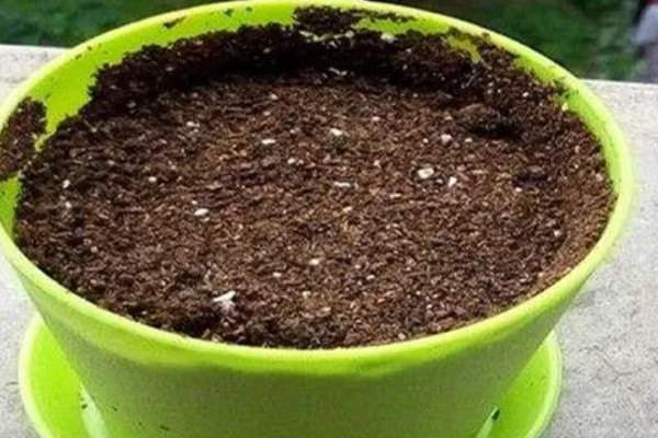孔雀草怎么种植，播种后要为其提供足够的光照条件