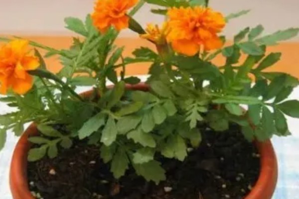 孔雀草怎么种植，播种后要为其提供足够的光照条件