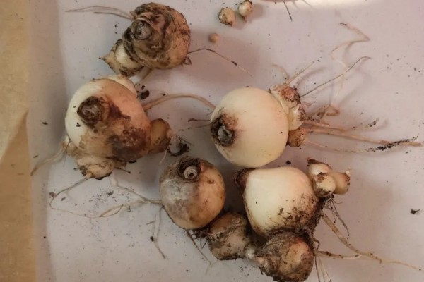 种植风信子的条件,要使用健康饱满的种球