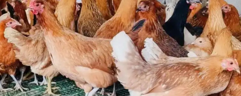 绿壳蛋鸡的名字由来，是由于它产出的蛋是绿色
