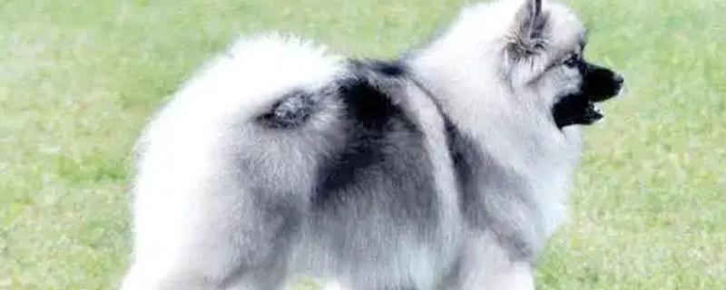 荷兰毛狮犬的性格特征，其性格开朗
