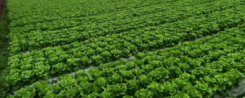 露天生菜的种植技术，生长期时合理配合氮、磷、钾等肥料