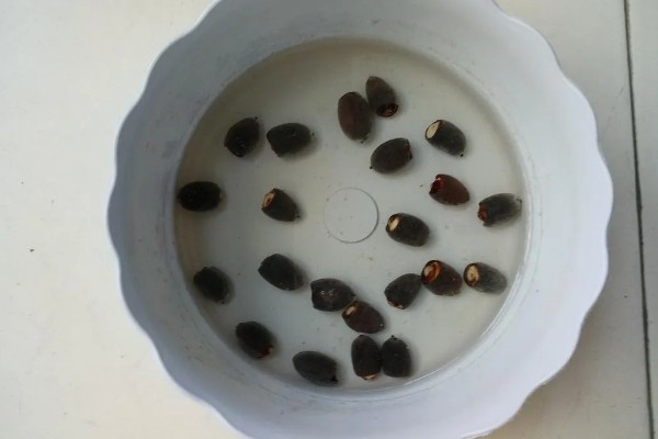 绣球花的养殖方法,适合在湿润的气候环境下生长